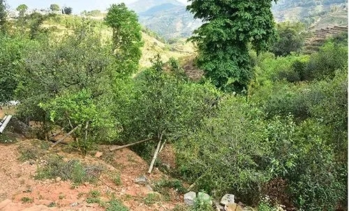 2021那罕古樹秋茶為何被稱為小昔歸？