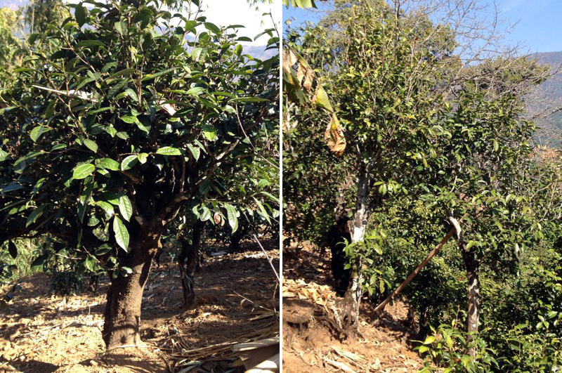 2021年忙肺古樹秋茶特點是什么？