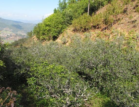 2021年梅子箐古樹秋茶特點是什么？