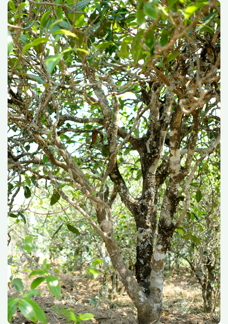 2021梅子箐古樹秋茶甜如冰島、香似昔歸:人間三月,怎么少得了梅子箐?