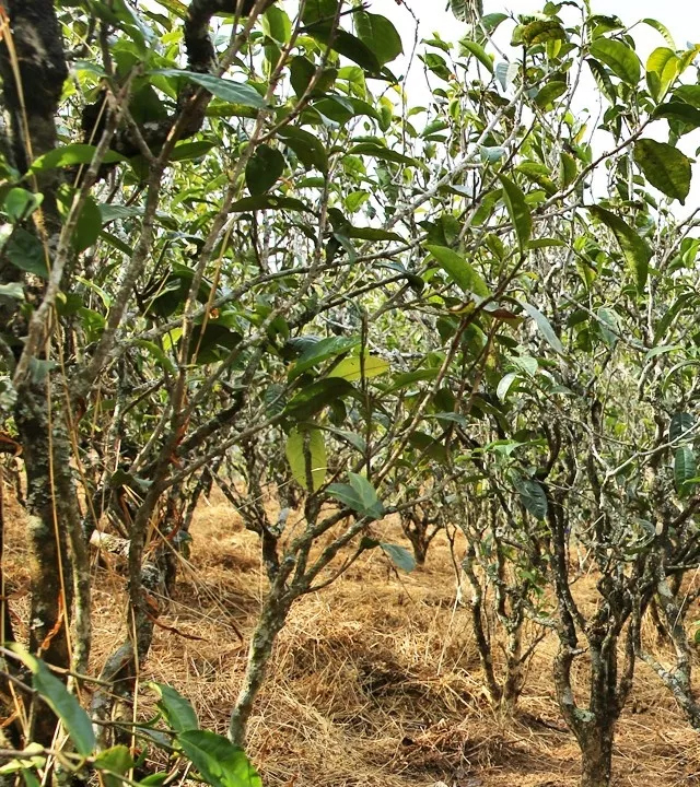 2021年巖子頭古樹秋茶口感是什么？