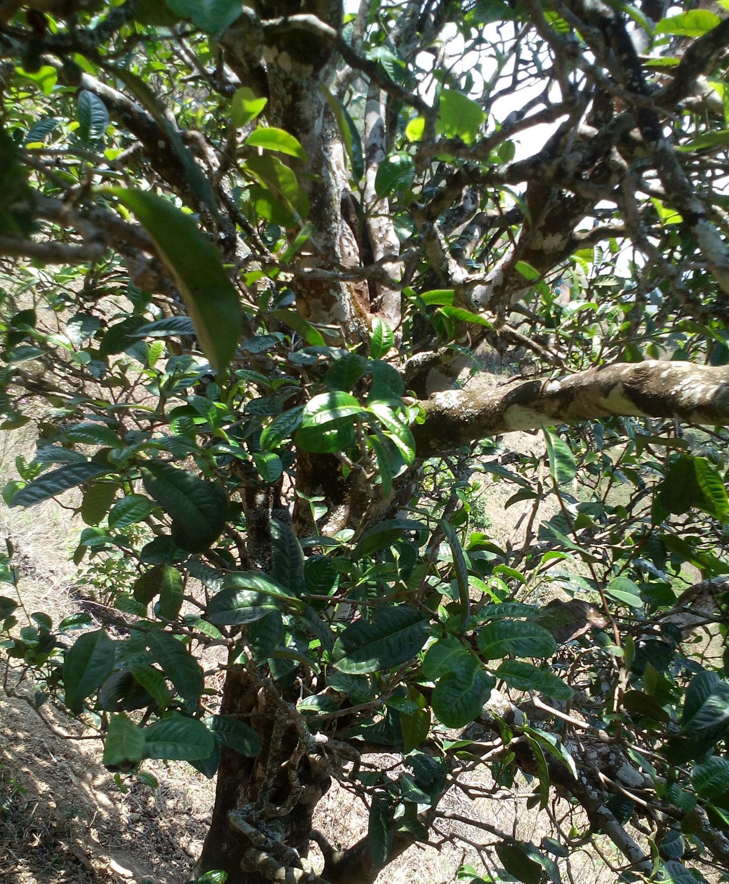 2021年巖子頭古樹秋茶特點？