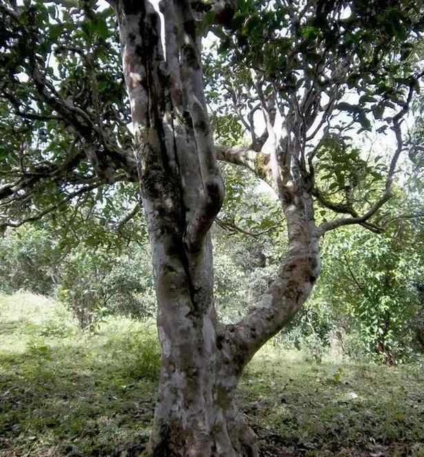 2021年巖子頭古樹(shù)秋茶，亂石出好茶！