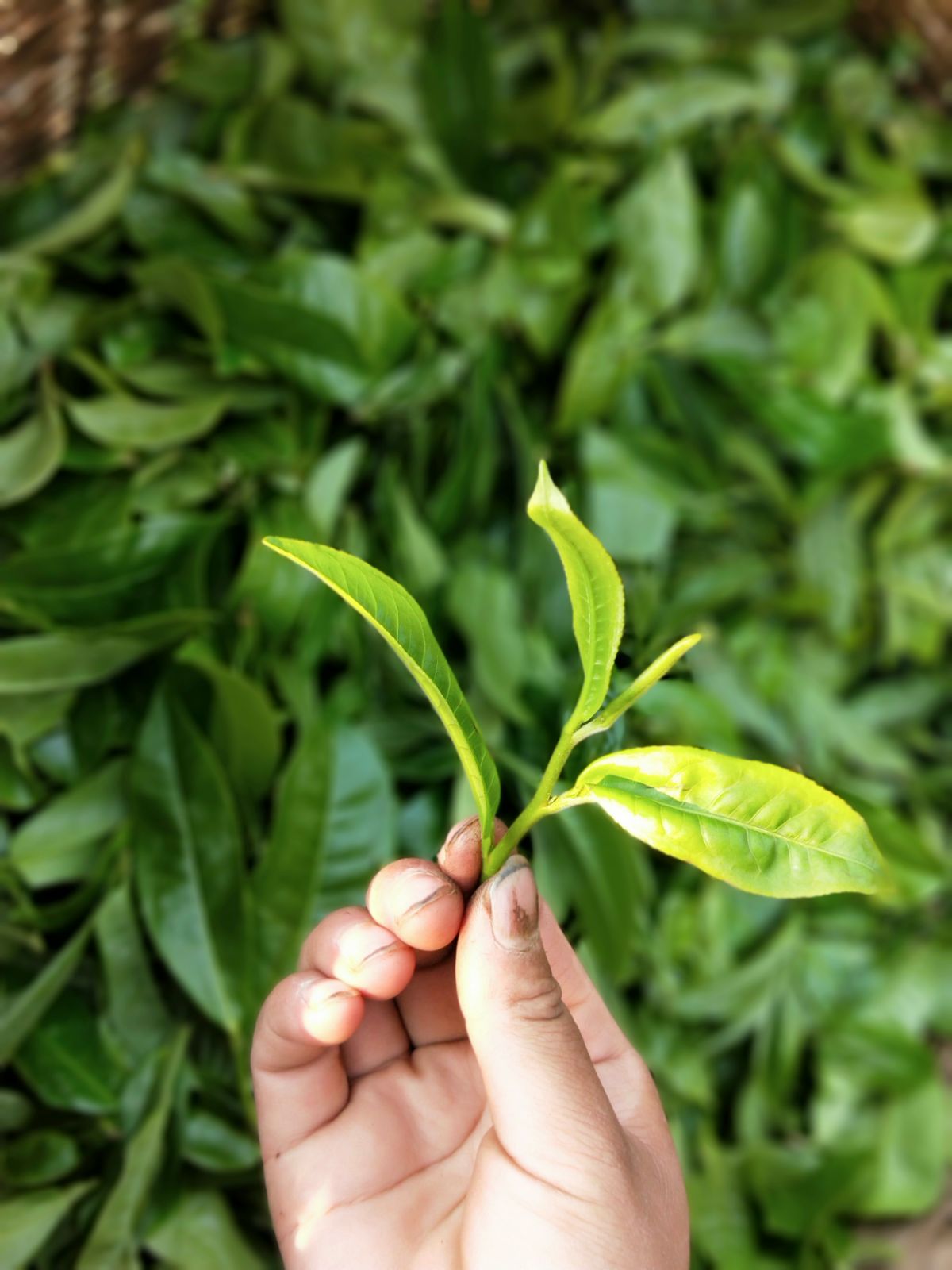 2021年馬鞍山古樹秋茶特點是什么？