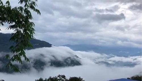 2021年白鶯山古樹秋茶多少錢一公斤？