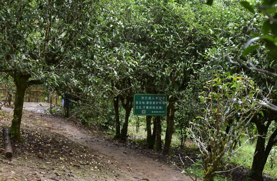 2021年老班章古樹秋茶價格？