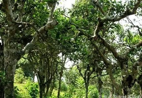 2021年新班章古樹秋茶特點(diǎn)？