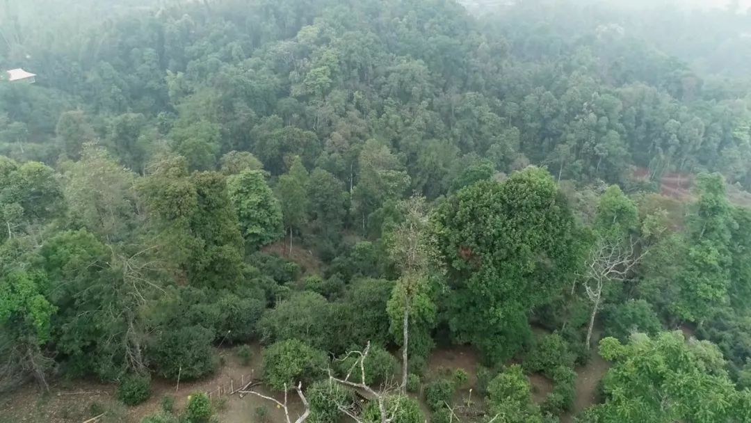 2021年新班章古樹(shù)秋茶口感是什么？