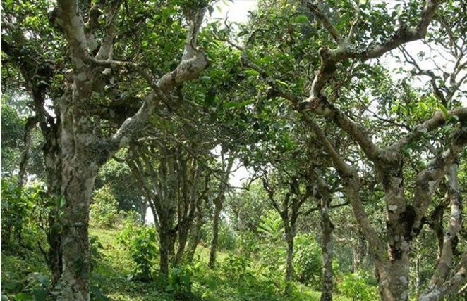 2021年新班章古樹秋茶多少錢一公斤？