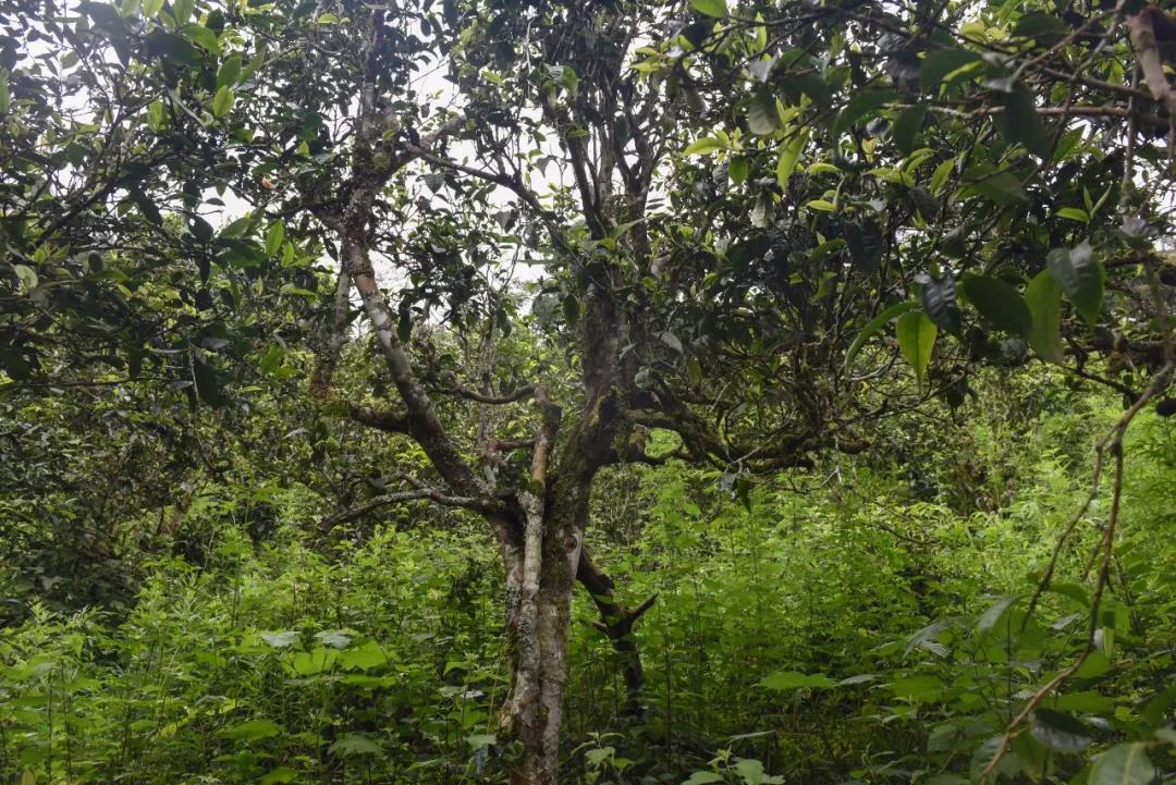 2021年班章茶區(qū)壩卡囡古樹秋茶口感？