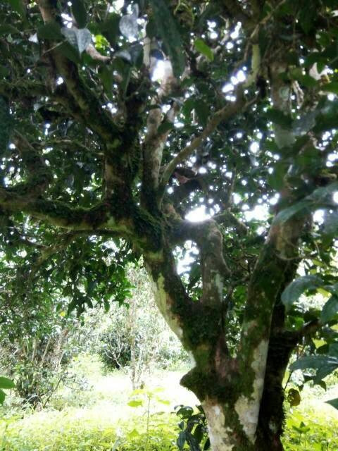 2021年班章茶區(qū)壩卡囡古樹秋茶多少錢一公斤？