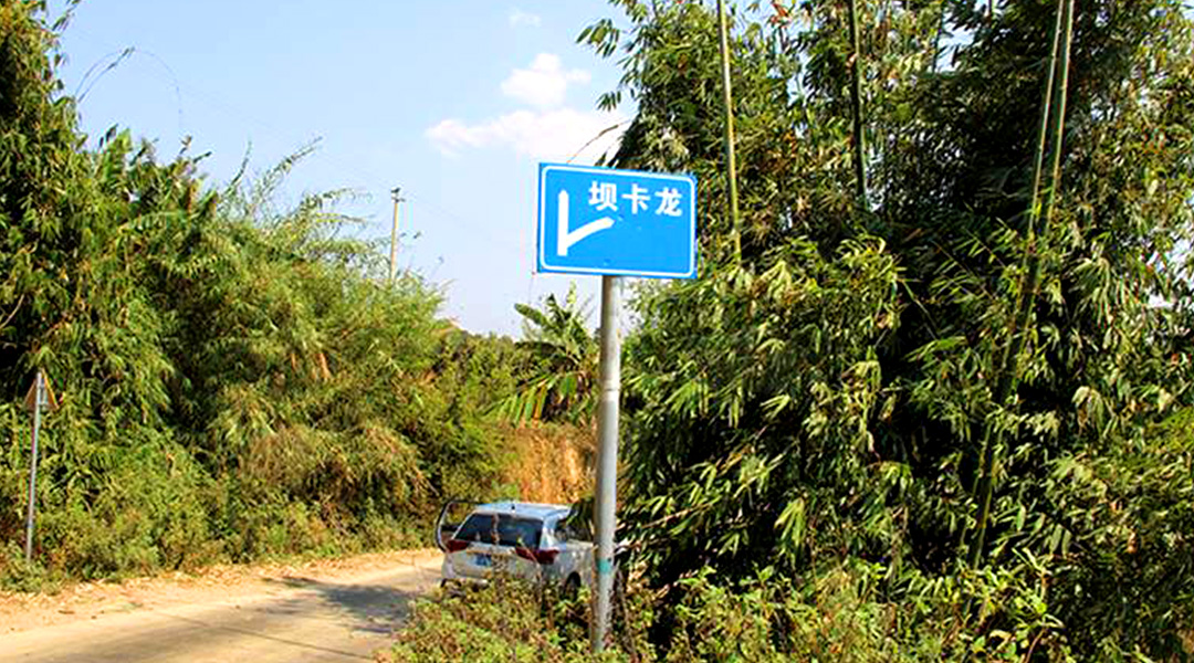 2021班章茶區(qū)壩卡竜古樹秋茶特點(diǎn)！