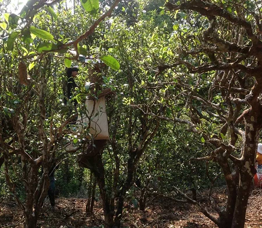 2021年布朗山班盆古樹秋茶品鑒！