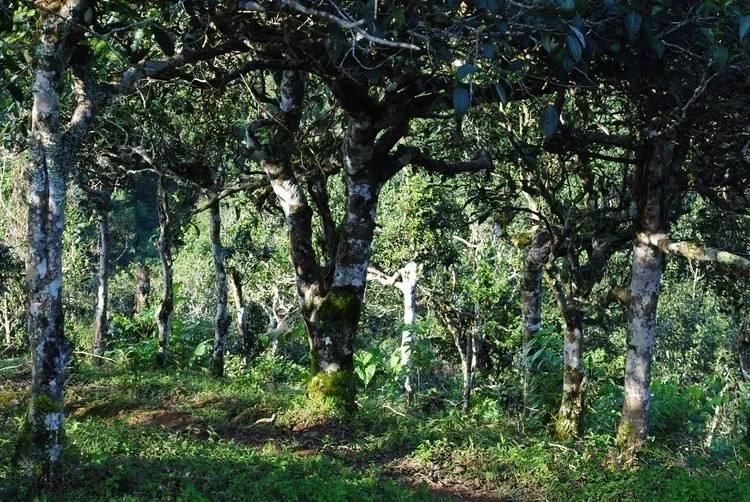 2021年賀開古樹秋茶口感！