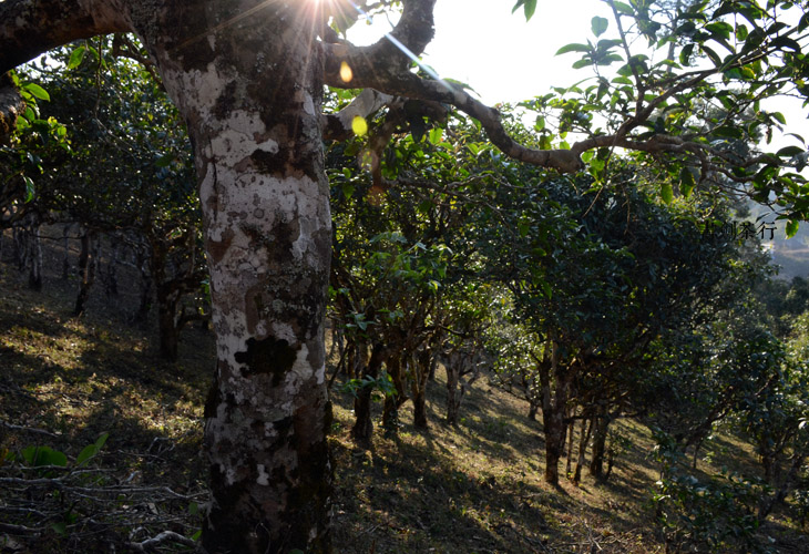 2021年班盆古樹秋茶特點(diǎn)？