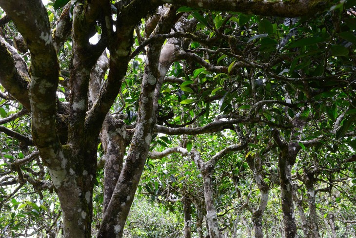 2021年老班章“鄰居”，班盆古樹秋茶茶來了！