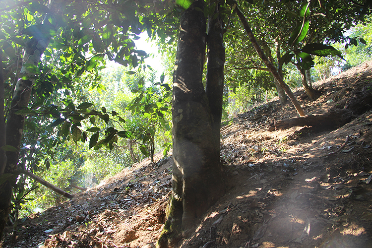 2021年廣別老寨古樹秋茶為何被稱為妖茶？