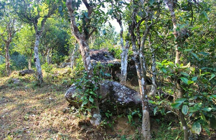 2021年勐宋那卡古樹秋茶特點(diǎn)？