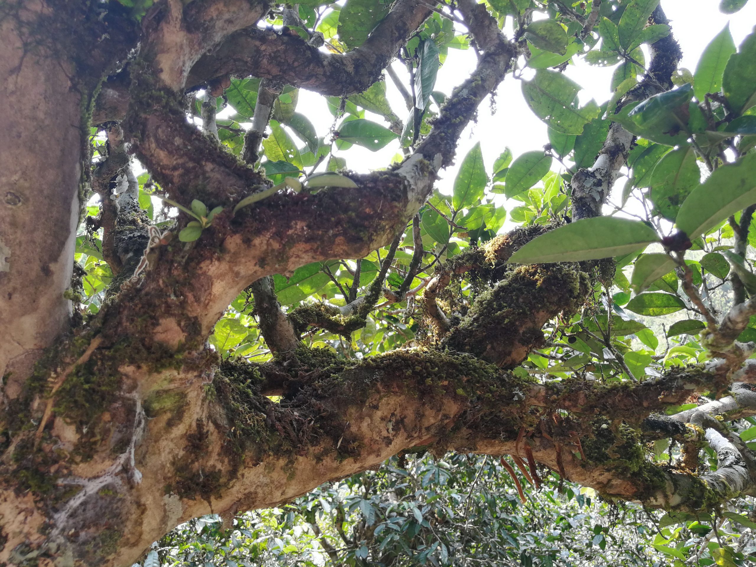 2021年勐宋那卡古樹秋茶品鑒實錄！