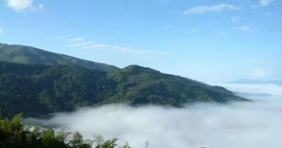 2021年滑竹梁子古樹品鑒實錄？