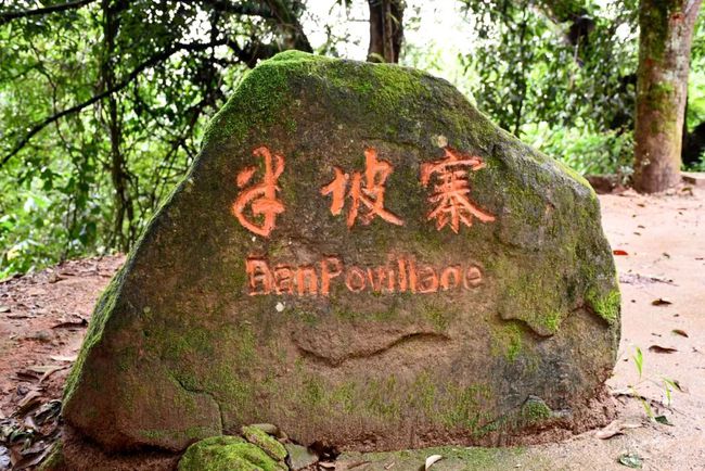 2021年南糯山半坡老寨古樹秋茶口感？