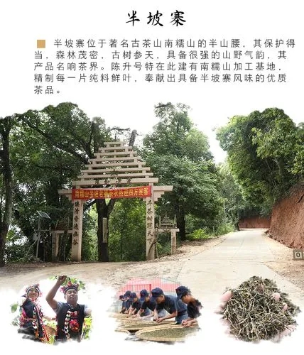 2021年南糯山半坡老寨古樹秋茶品鑒！