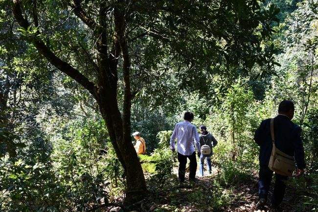 2021年南糯山拔瑪老寨古樹秋茶特點是什么？