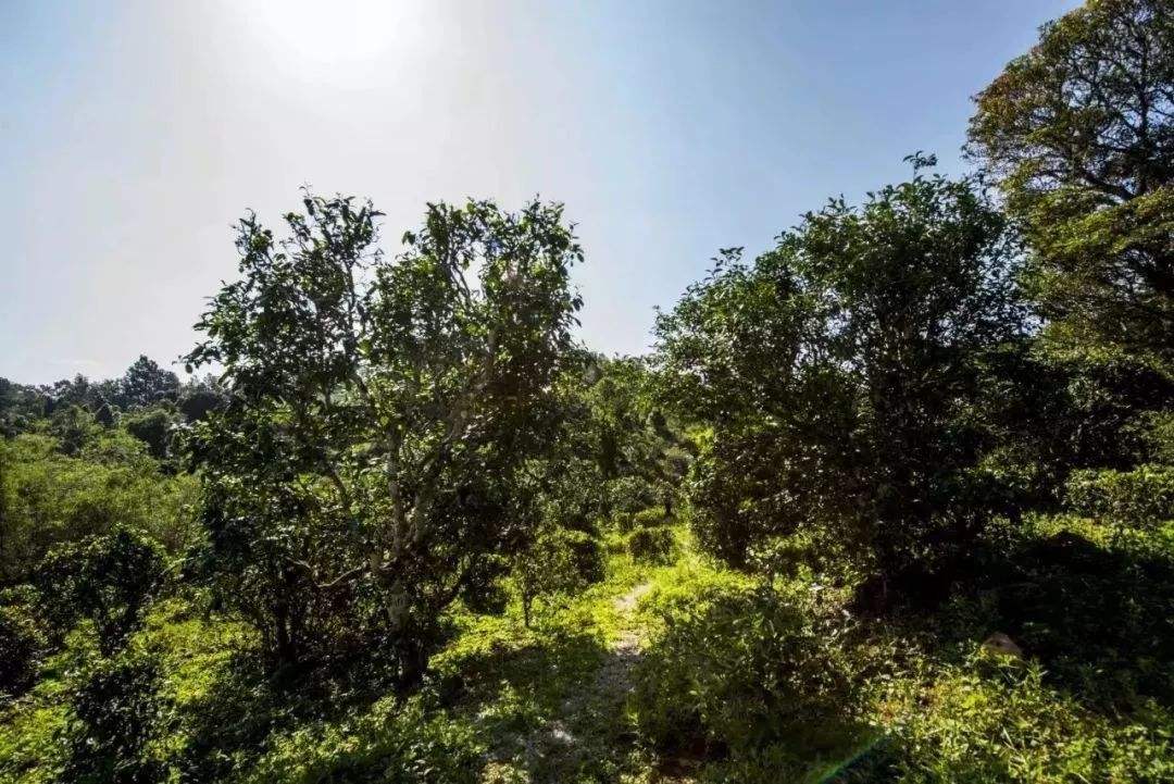 2022年迷帝古樹春茶多少錢一公斤？