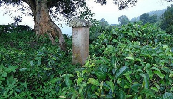 2022年迷帝古樹春茶價(jià)格？