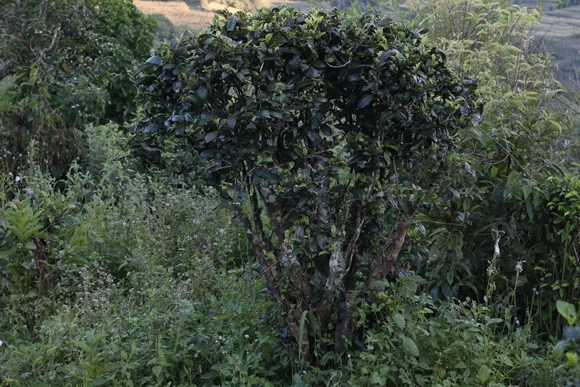 2022年迷帝古樹春茶，這里的茶 皇帝都著迷