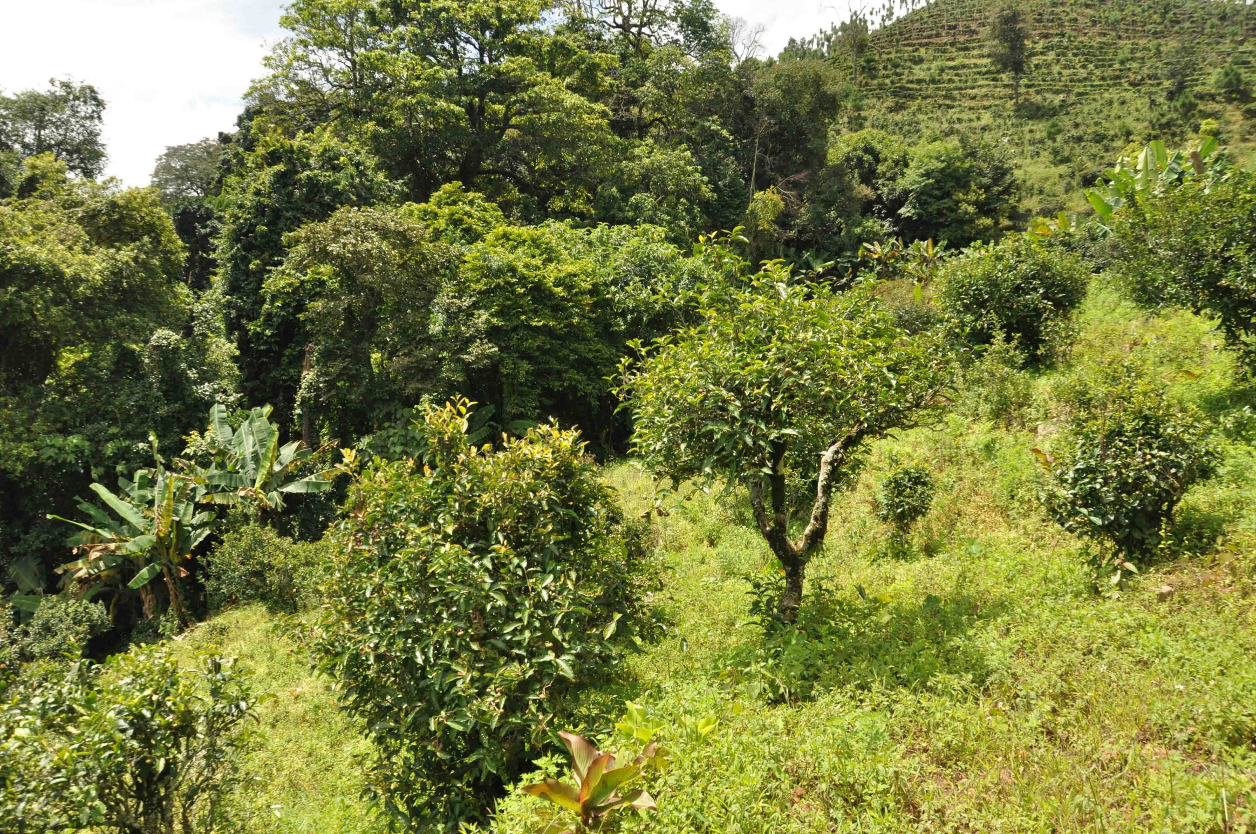 2022年墨江鳳凰窩古樹春茶特點(diǎn)是什么？