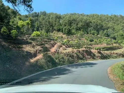 2022年墨江鳳凰窩古樹春茶價格？