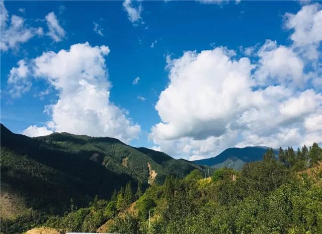 2022年景谷黃草壩古樹春茶多少錢一公斤？