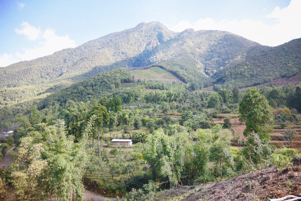 2022年景谷黃草壩古樹春茶價格？