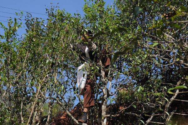 2022年景谷黃草壩古樹春茶品鑒實錄！