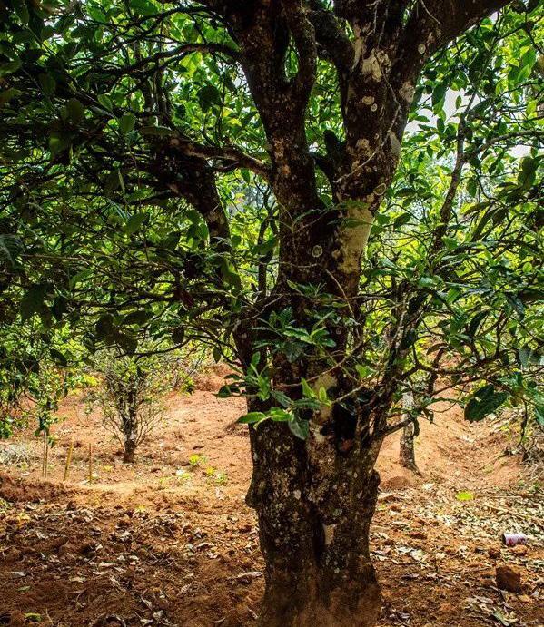 2022年景谷苦竹山古樹春茶特點是什么？