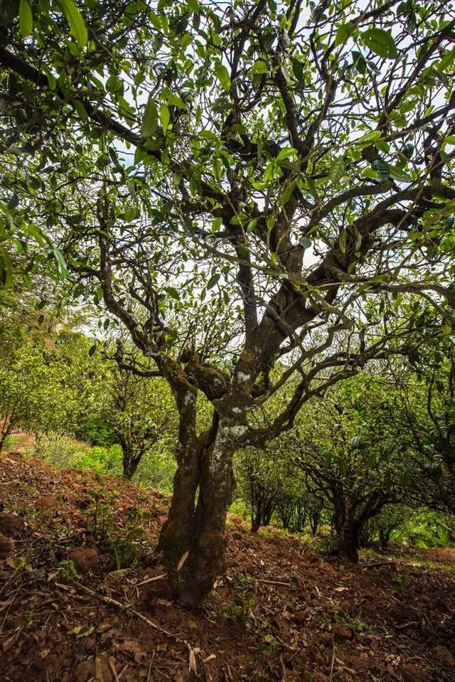 2022年景谷苦竹山古樹春茶多少錢一公斤？