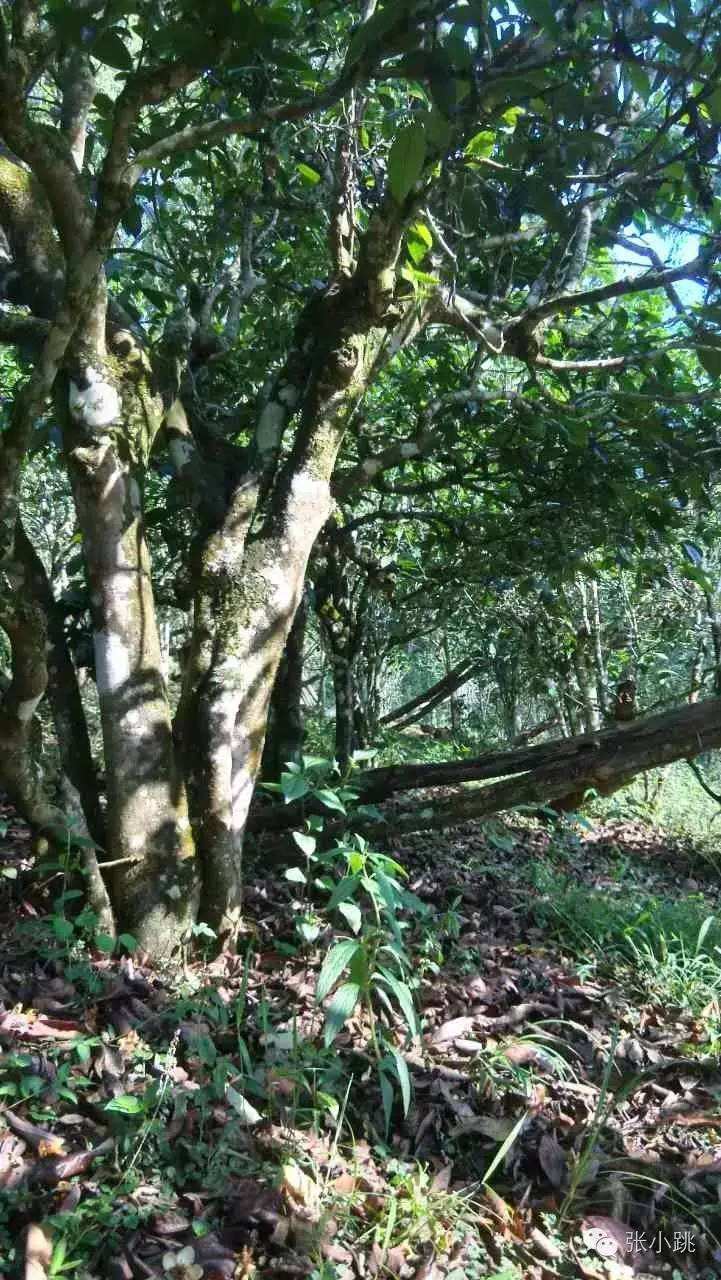 2022年景谷苦竹山古樹春茶價格多少？