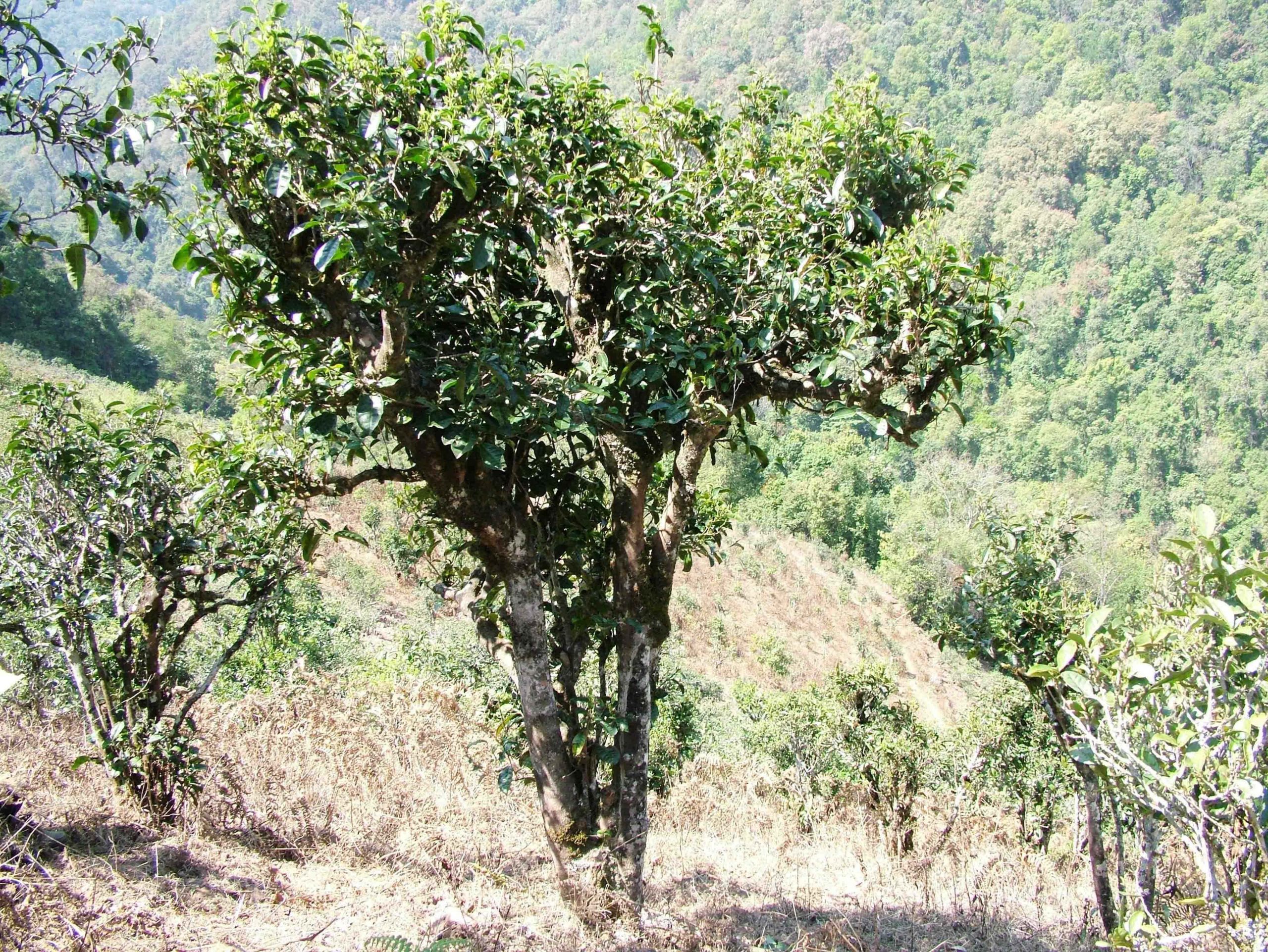 2022年景東御筆古樹春茶口感是什么？