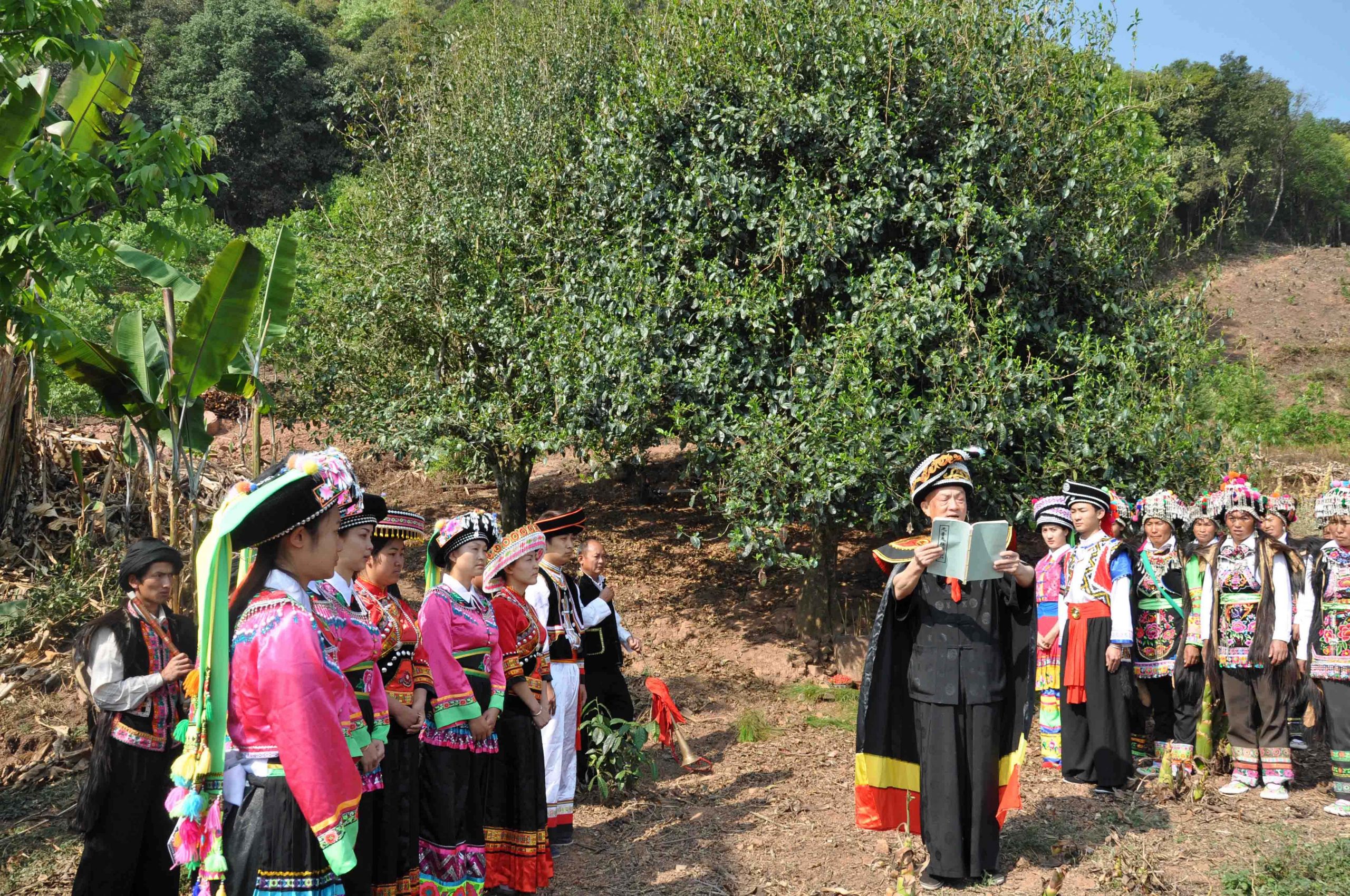 2022年景東御筆古樹春茶多少錢一公斤？