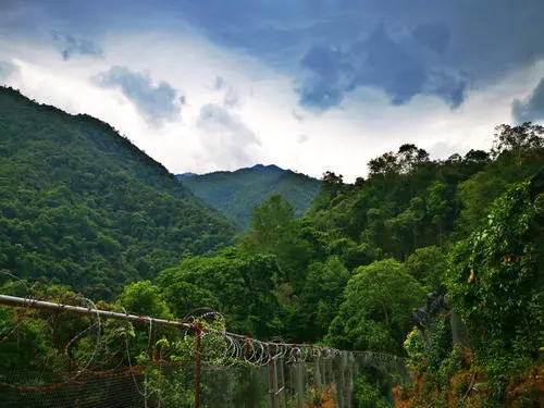 2022年景東御筆古樹春茶價格多少？