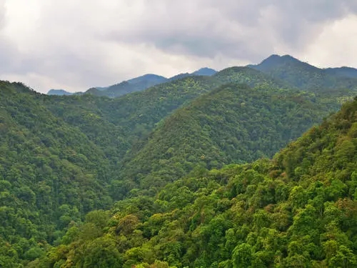 2022年無量山古樹春茶迎春“綻放”！