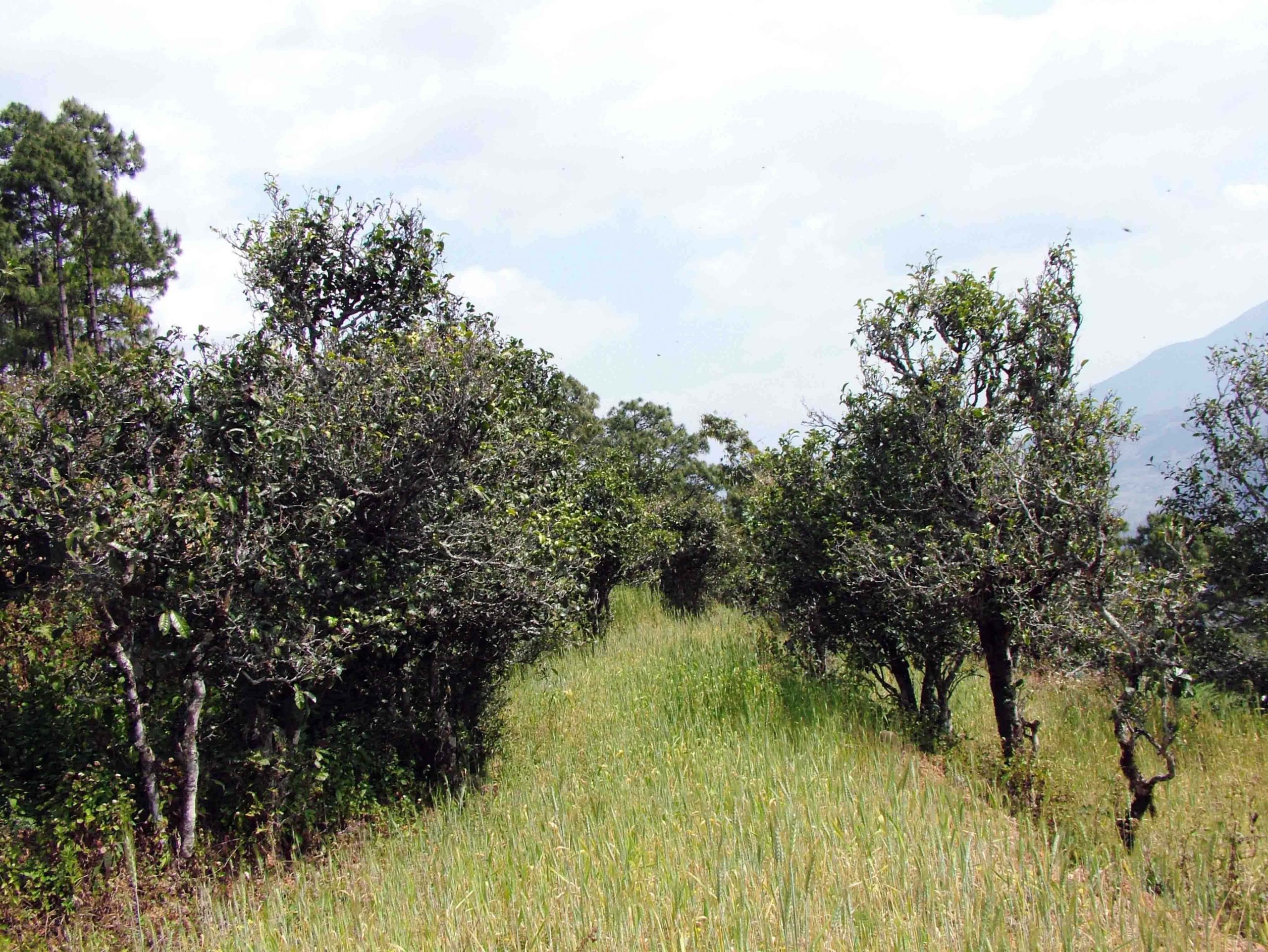 2022年景東老倉福德古樹春茶口感特點？