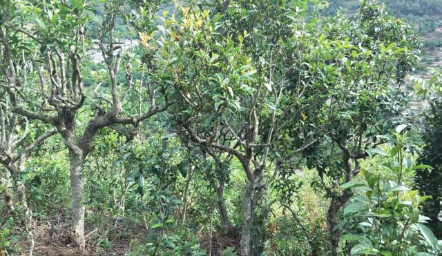 2022年景東金鼎古樹春茶口感特點？