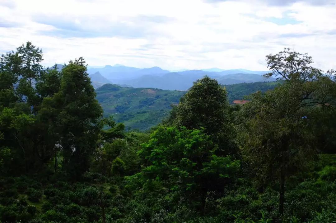 2022年景東祭茶祖 迎春茶，古樹春茶多少錢一公斤？