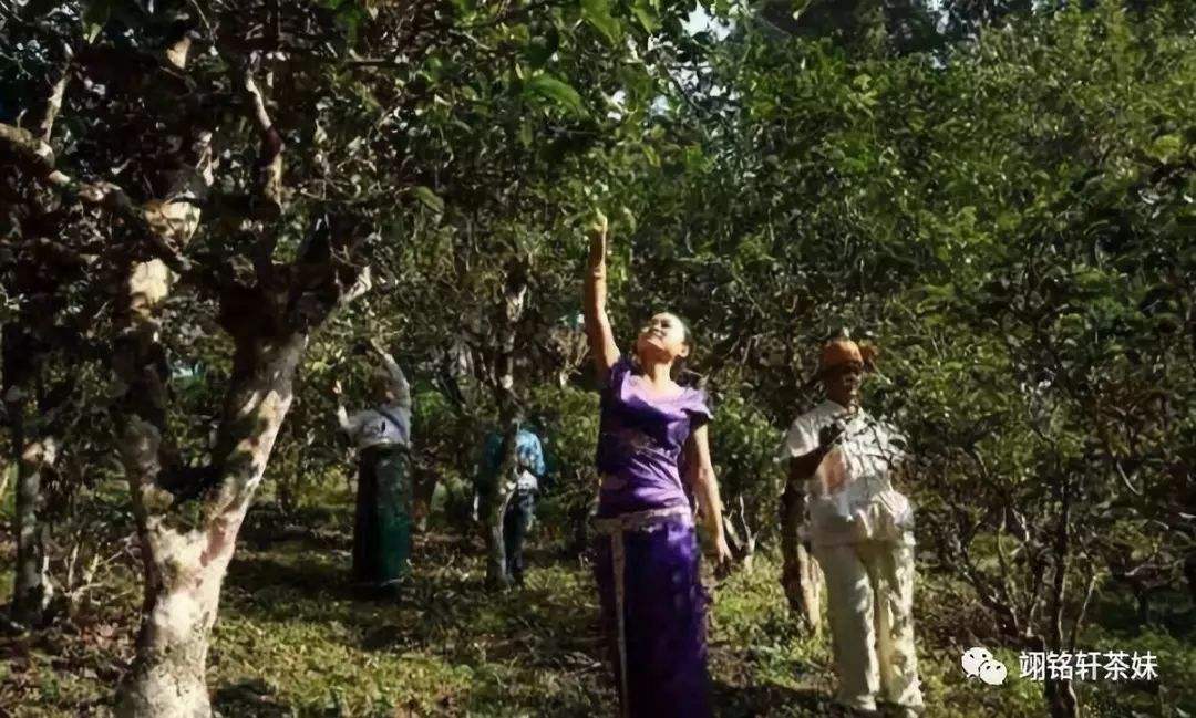 2022年鎮(zhèn)沅爺號(hào)大爺馬鄧古樹春茶特點(diǎn)？