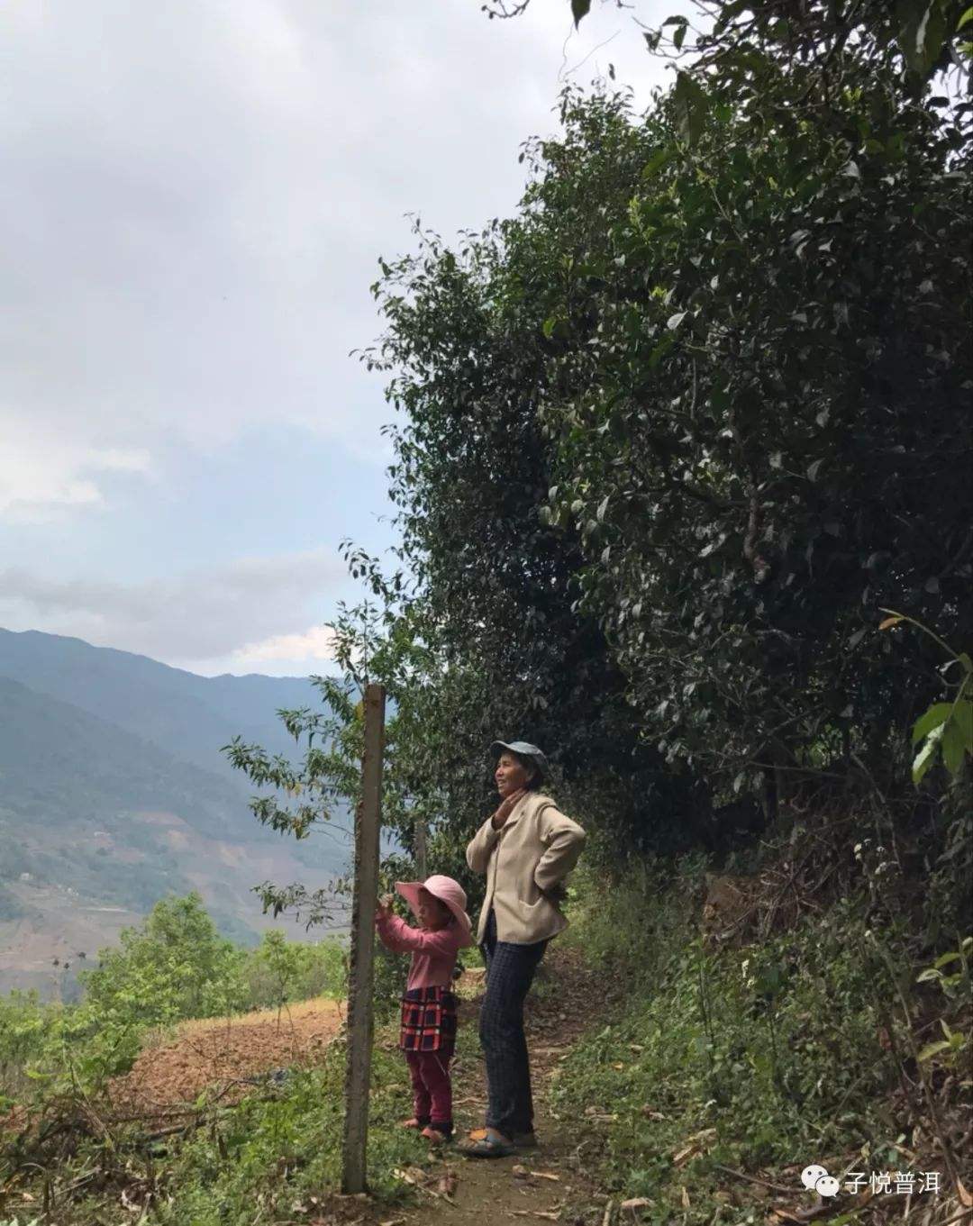 2022年鎮(zhèn)沅馬鄧古樹春茶多少錢一公斤？