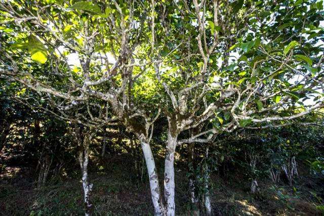 2022年鎮(zhèn)沅老海塘古樹春茶價格？