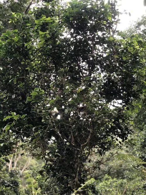 2022年鎮(zhèn)沅砍盆箐古樹春茶口感？