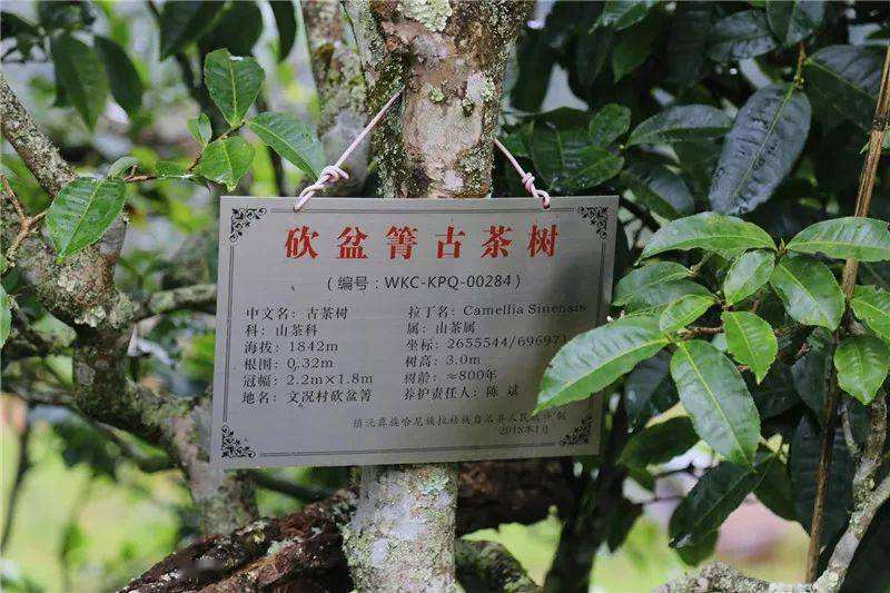 2022年鎮(zhèn)沅砍盆箐古樹春茶價(jià)格？